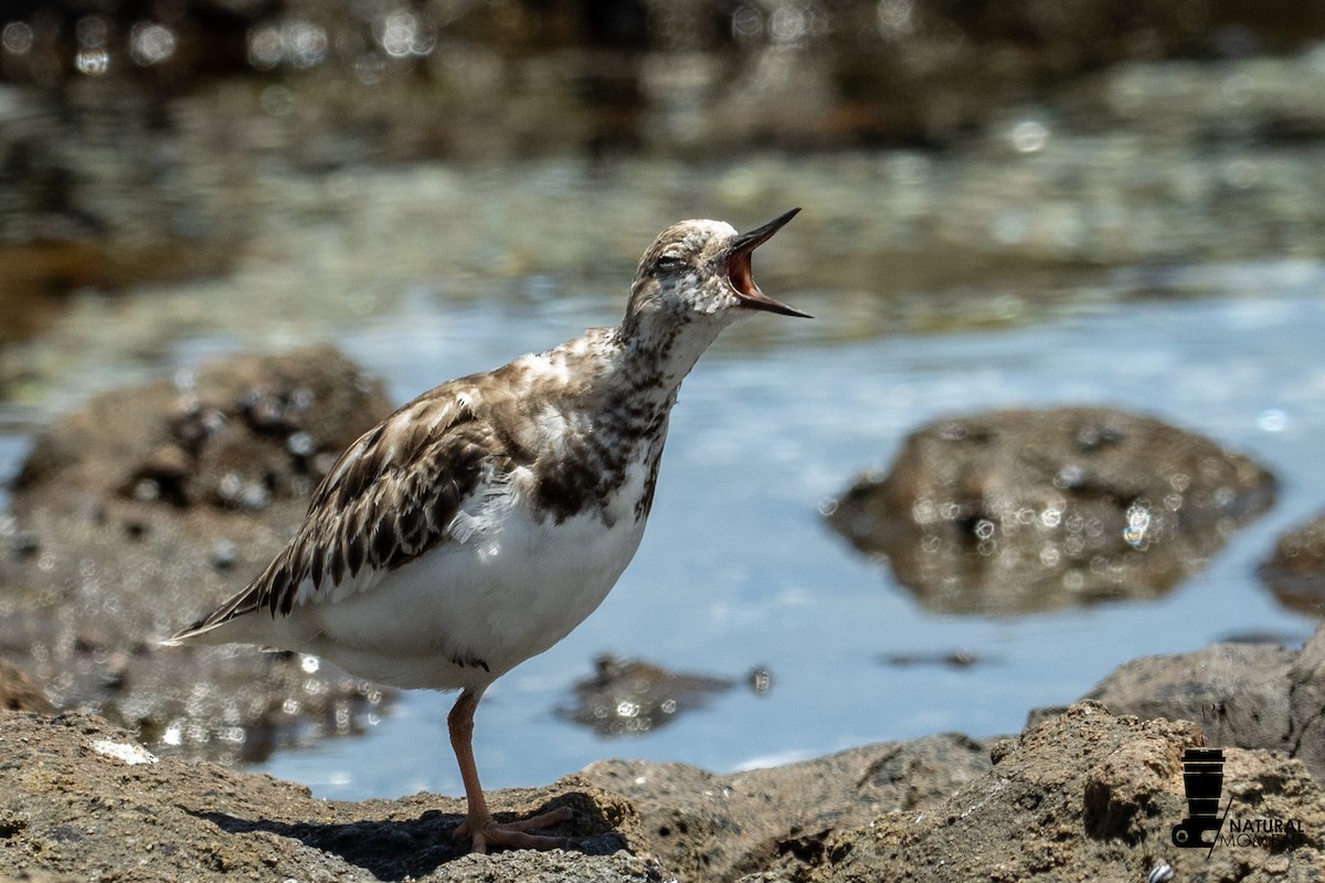 Ruddy Turnstone - ML645998153
