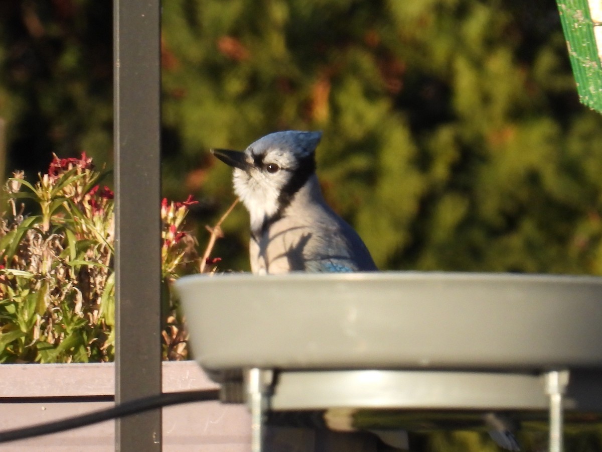 sojka chocholatá - ML645998160