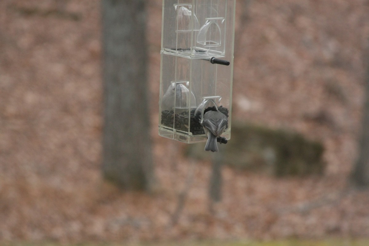 Каролинская гаичка - ML645998161