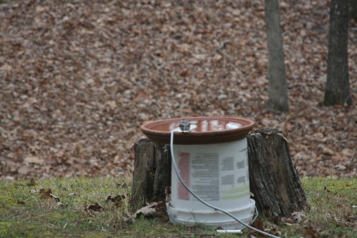 Каролинская гаичка - ML645998162