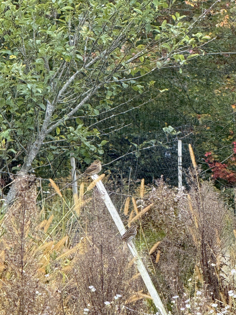 Индиговый колорин - ML645998163