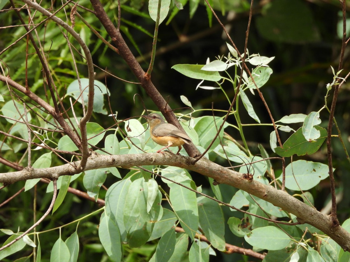 Northern Crombec - ML645998170