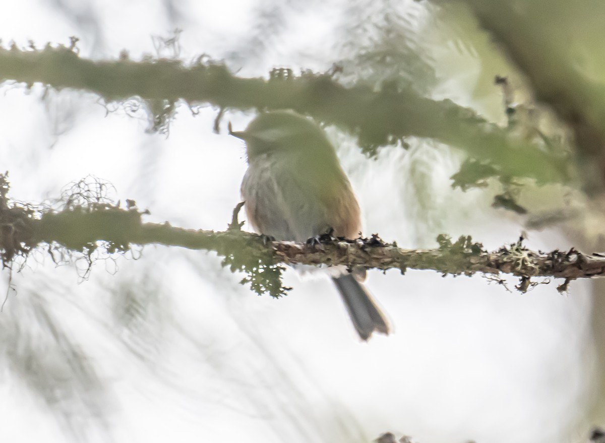 Boreal Chickadee - ML645998171