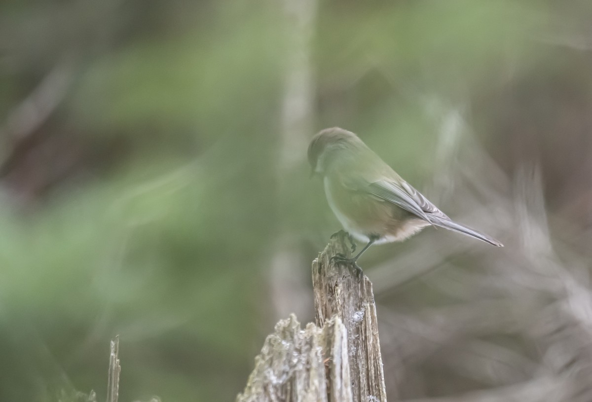 Boreal Chickadee - ML645998172