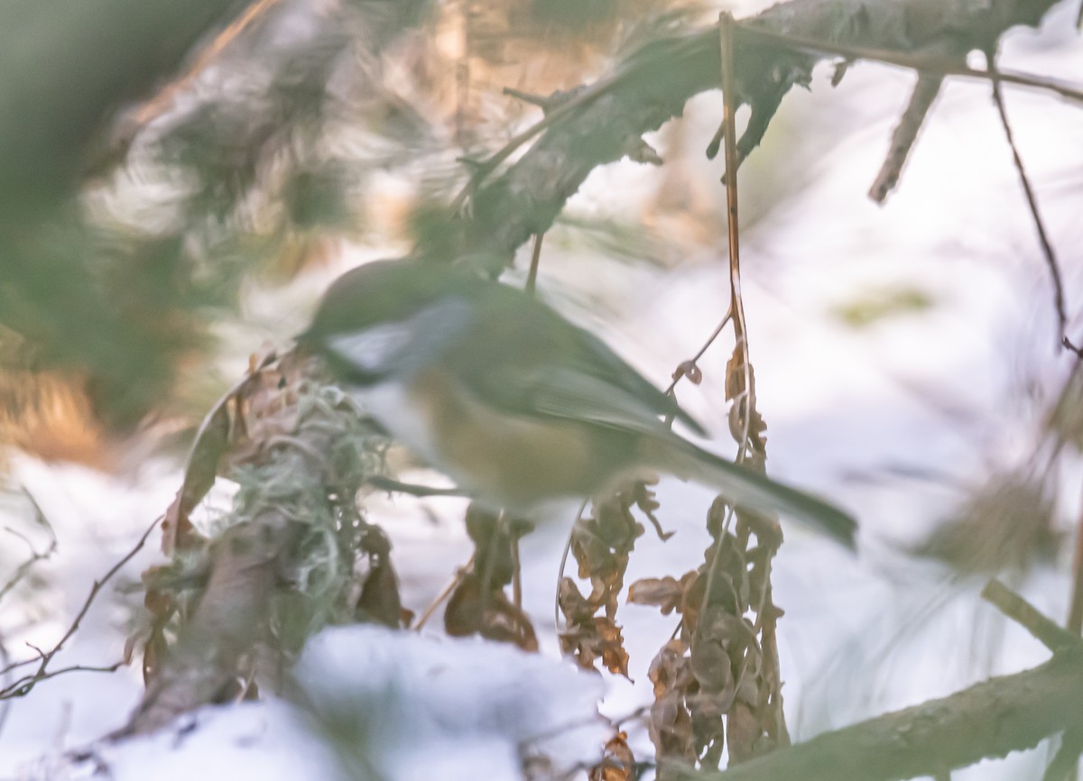 Boreal Chickadee - ML645998173