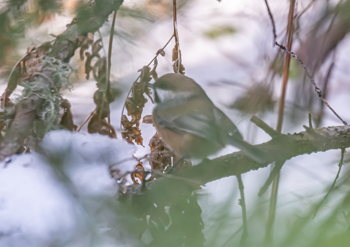 Boreal Chickadee - ML645998174