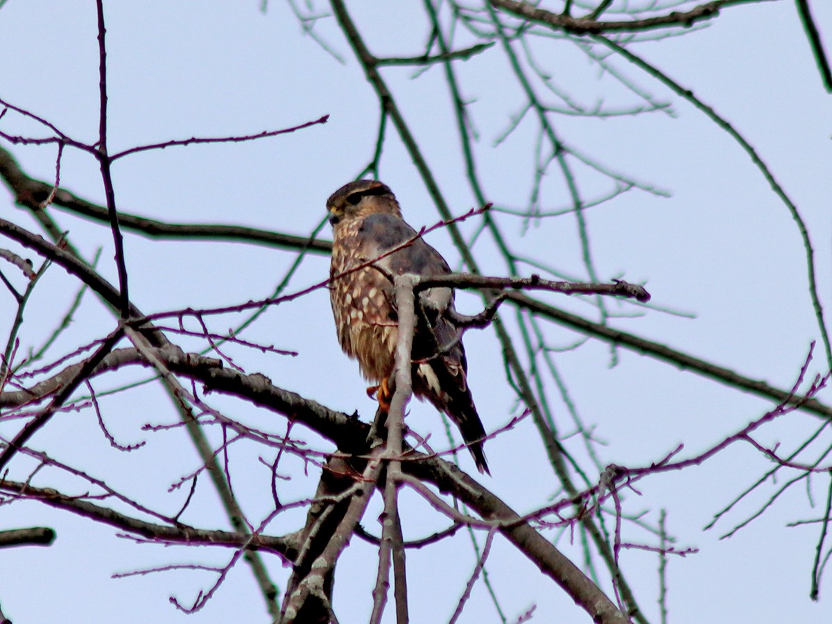 Merlin - ML645998185