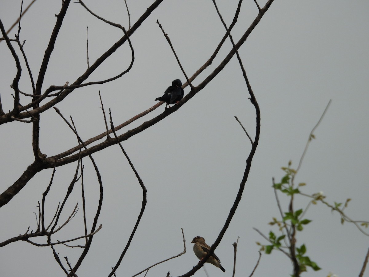 靛藍維達雀 - ML645998187