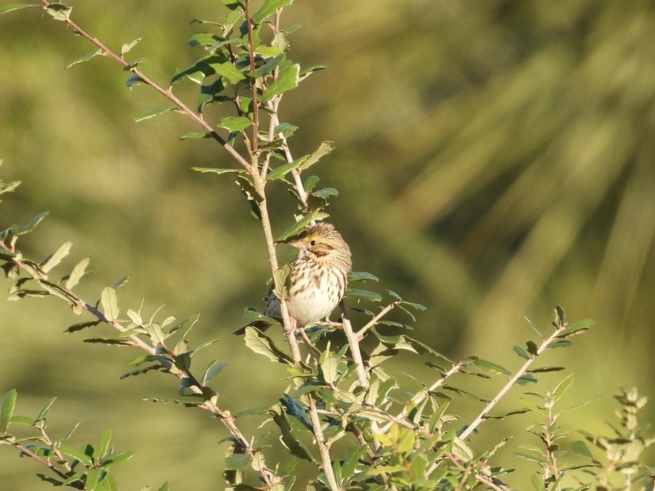 Savannah Sparrow - ML645998189
