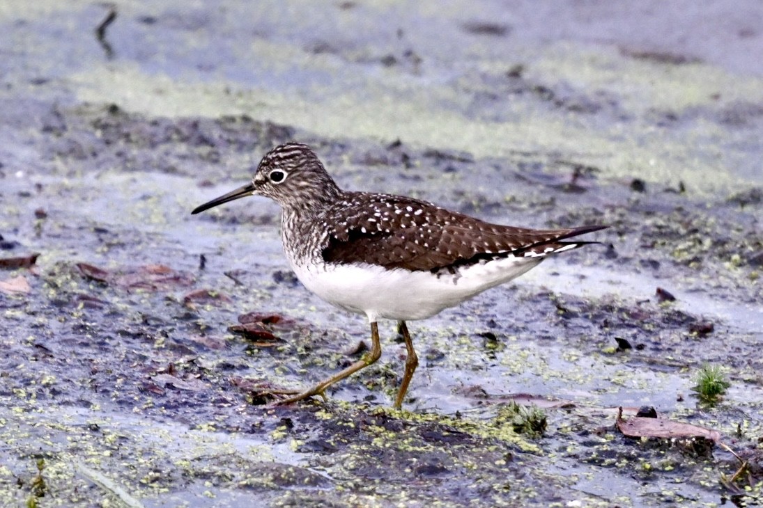 Solitary Sandpiper - ML645998194