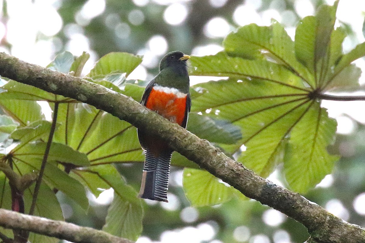 trogon límcový (ssp. aurantiiventris/underwoodi) - ML645998195