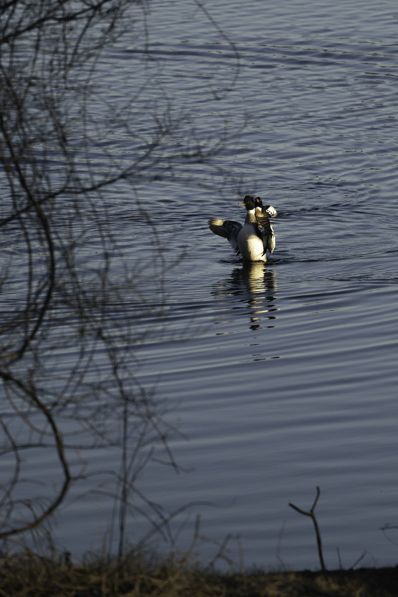 ウミアイサ - ML645998196