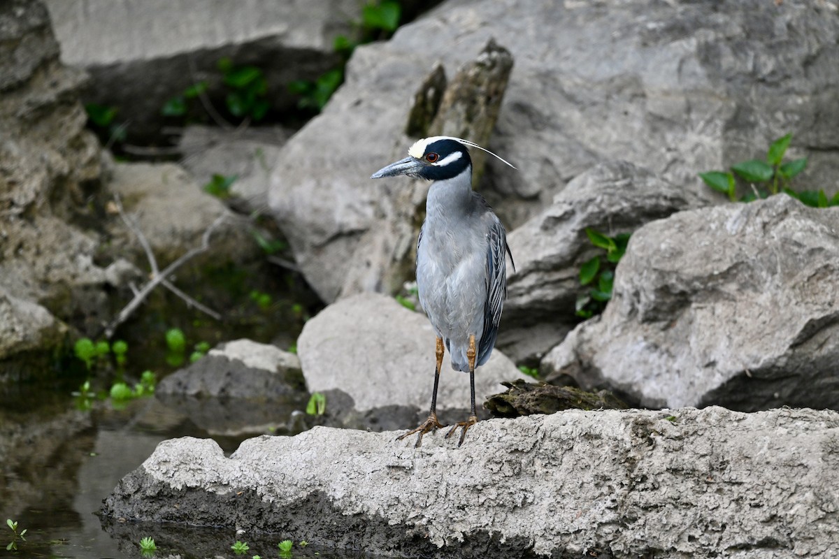 Квак чорногорлий - ML645998217