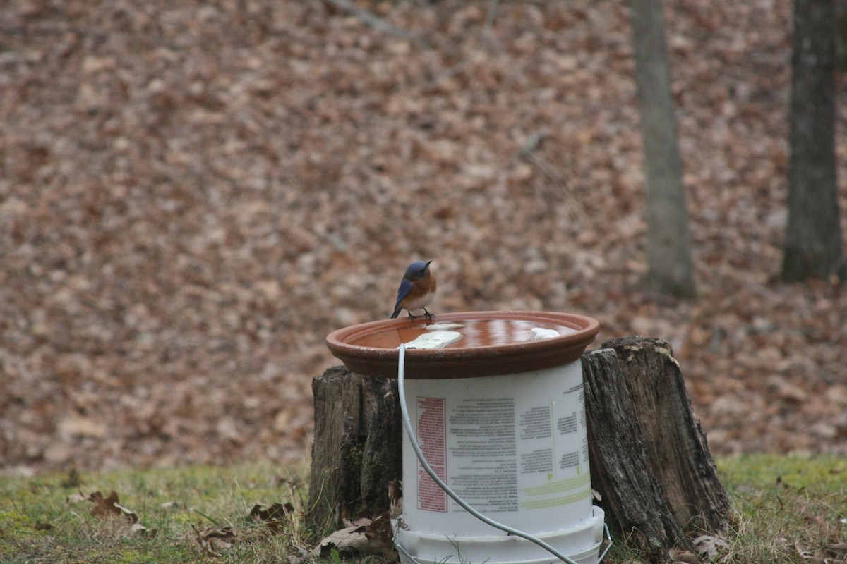 Eastern Bluebird - ML645998219