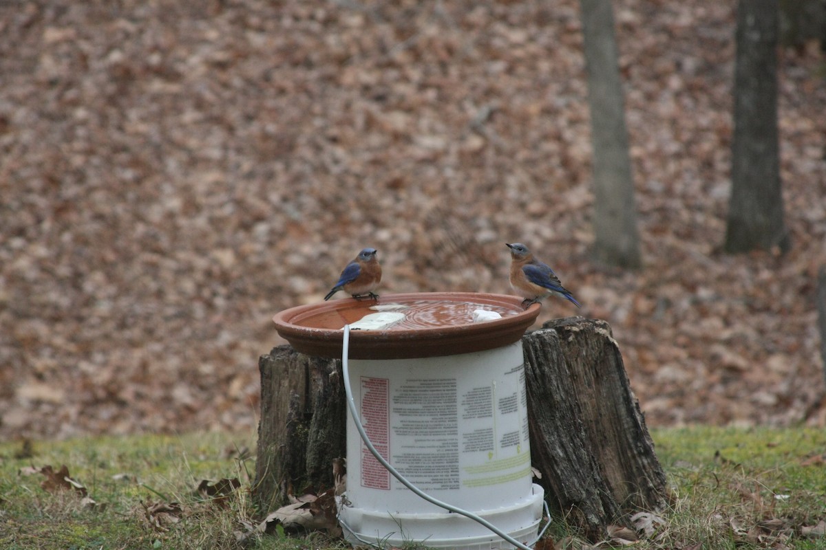 Eastern Bluebird - ML645998220