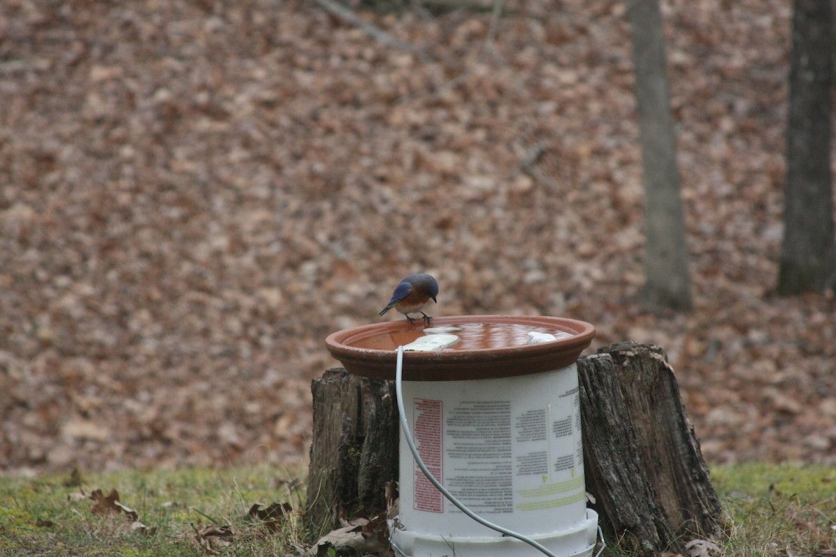 Eastern Bluebird - ML645998221