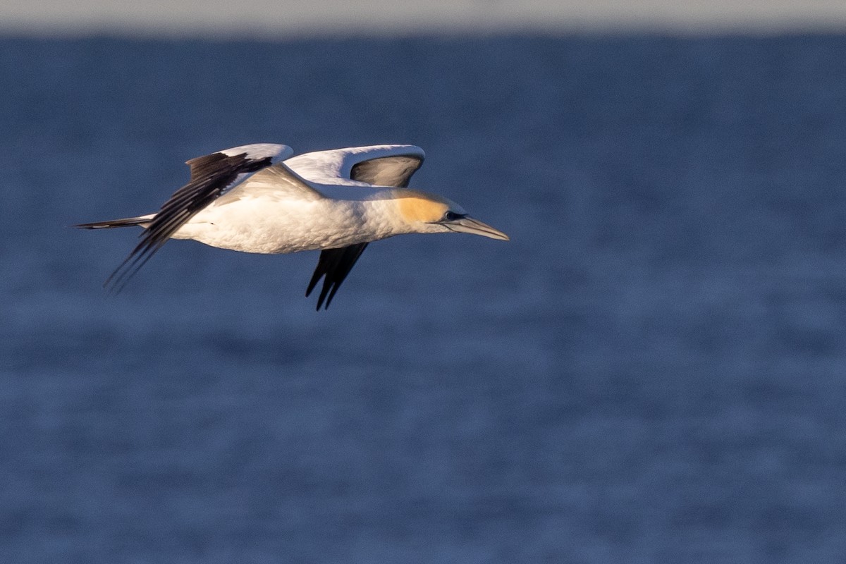 Australasian Gannet - ML645998223