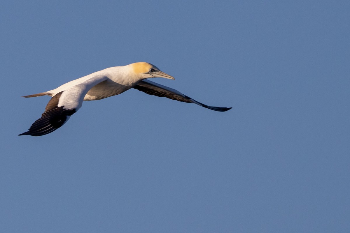 Australasian Gannet - ML645998224