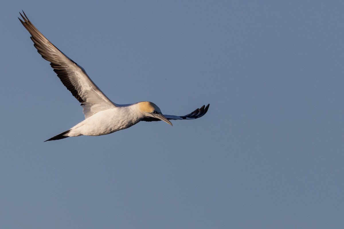 Australasian Gannet - ML645998225