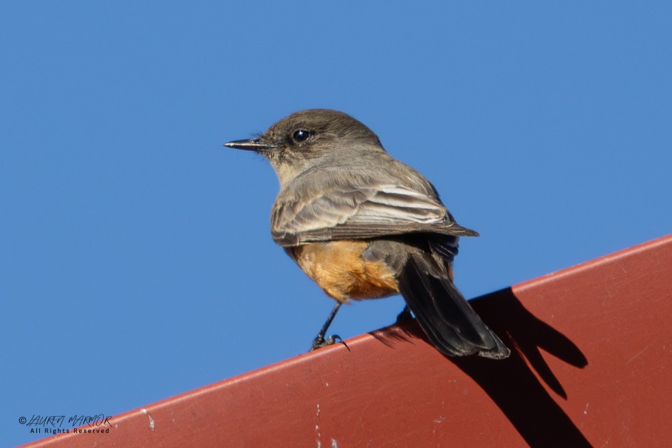 チャイロツキヒメハエトリ - ML645998228