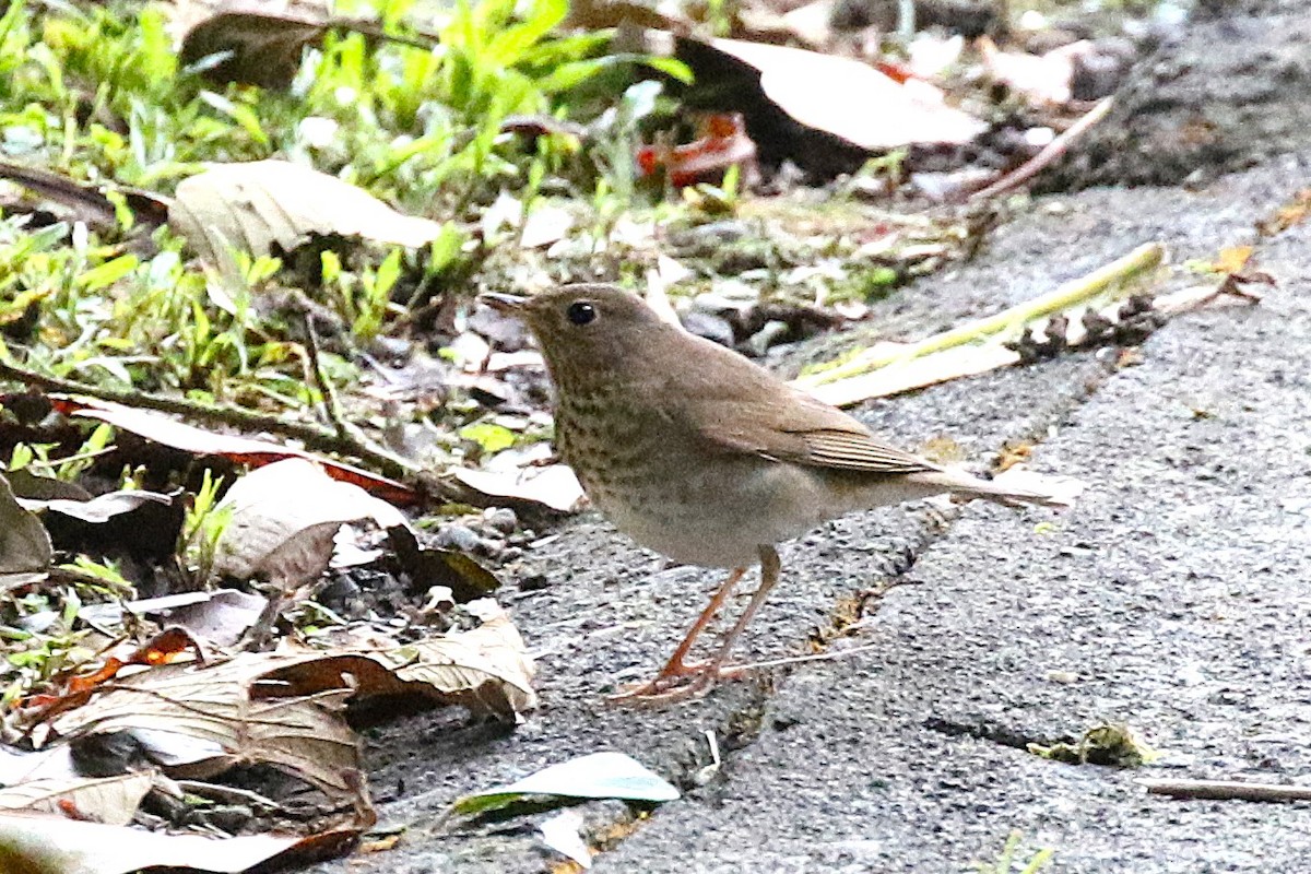 Zorzalito de Swainson (grupo swainsoni) - ML645998230