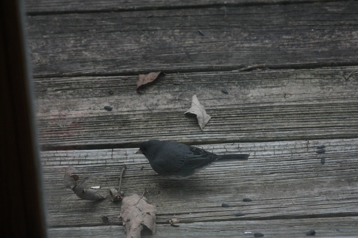 Eastern Bluebird - ML645998237