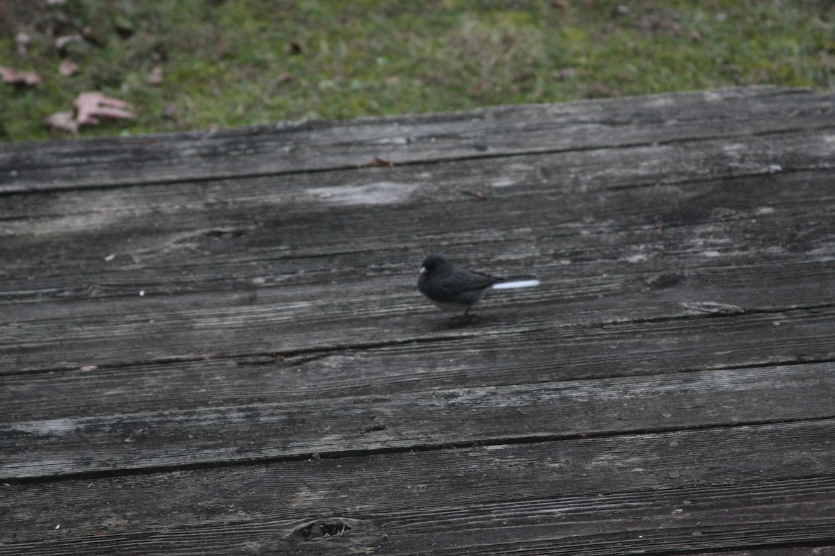 Eastern Bluebird - ML645998238
