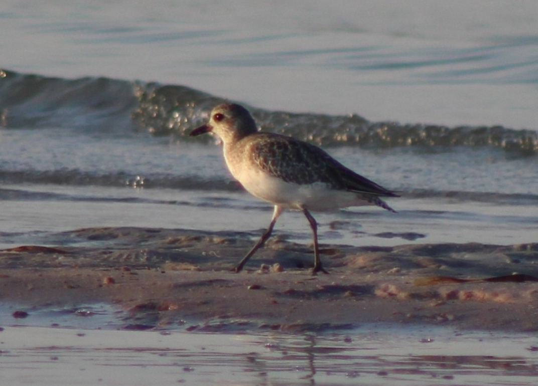 Gümüş Yağmurcun - ML645998240