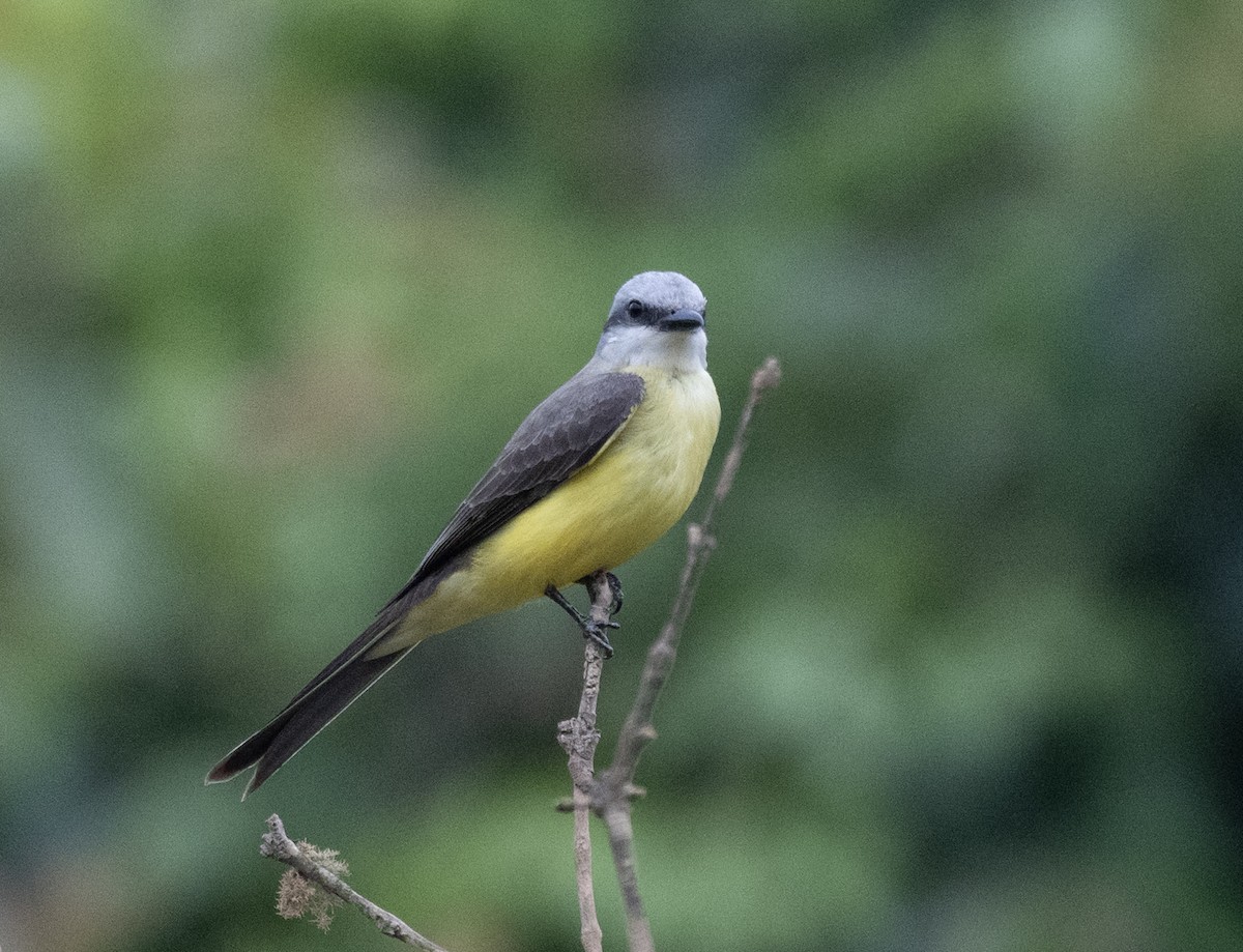 White-throated Kingbird - ML645998241