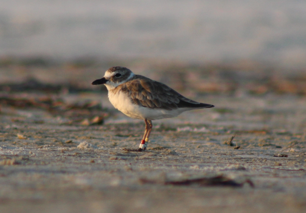 Kıyı Cılıbıtı - ML645998246