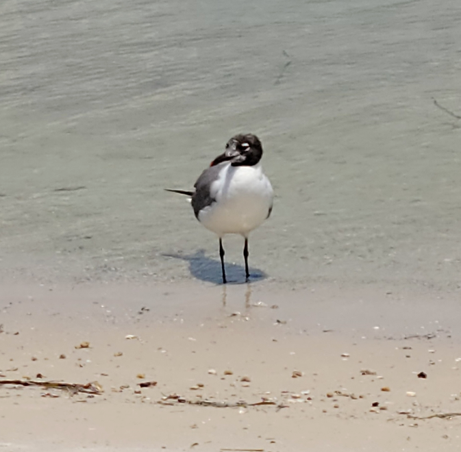 Ацтекская чайка - ML645998247