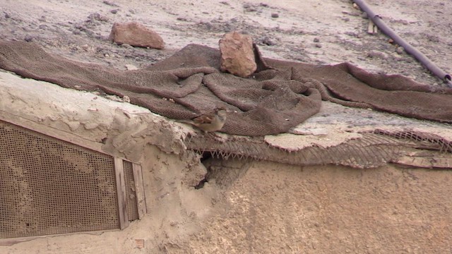 Домовый воробей - ML645998250