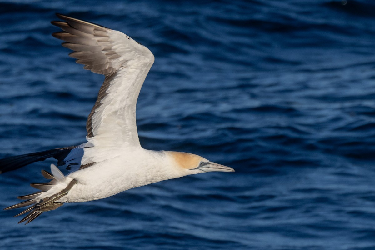 Australasian Gannet - ML645998251