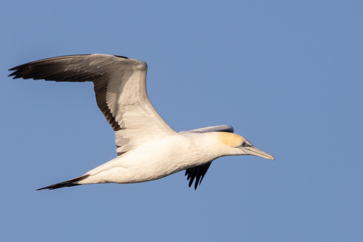 Australasian Gannet - ML645998252