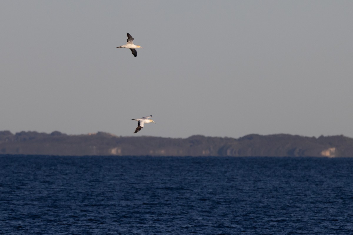 Australasian Gannet - ML645998253