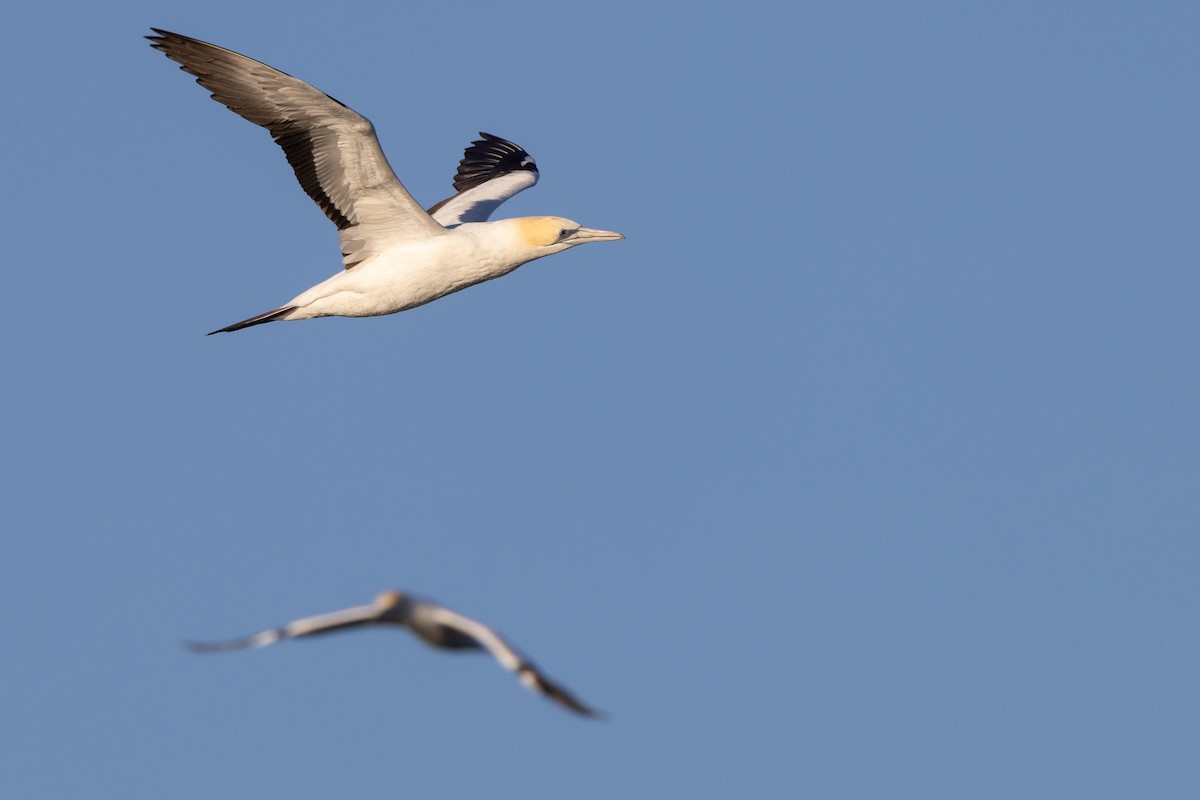 Australasian Gannet - ML645998254
