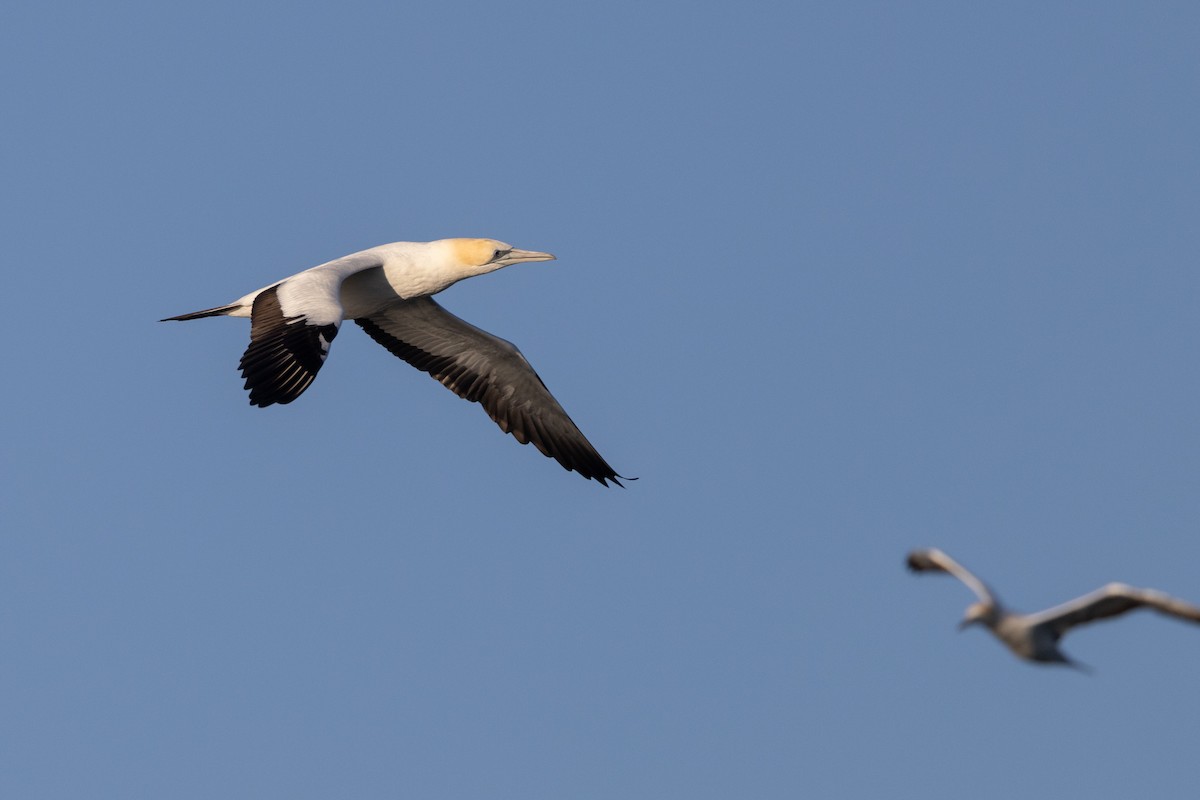 Australasian Gannet - ML645998255