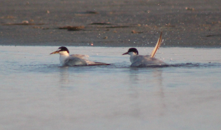 Antil Sumrusu - ML645998257