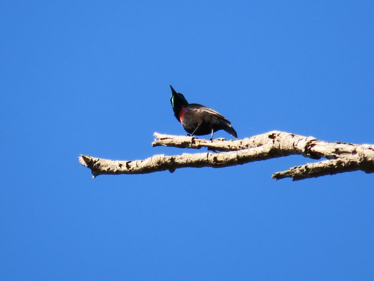 Scarlet-chested Sunbird - ML645998262