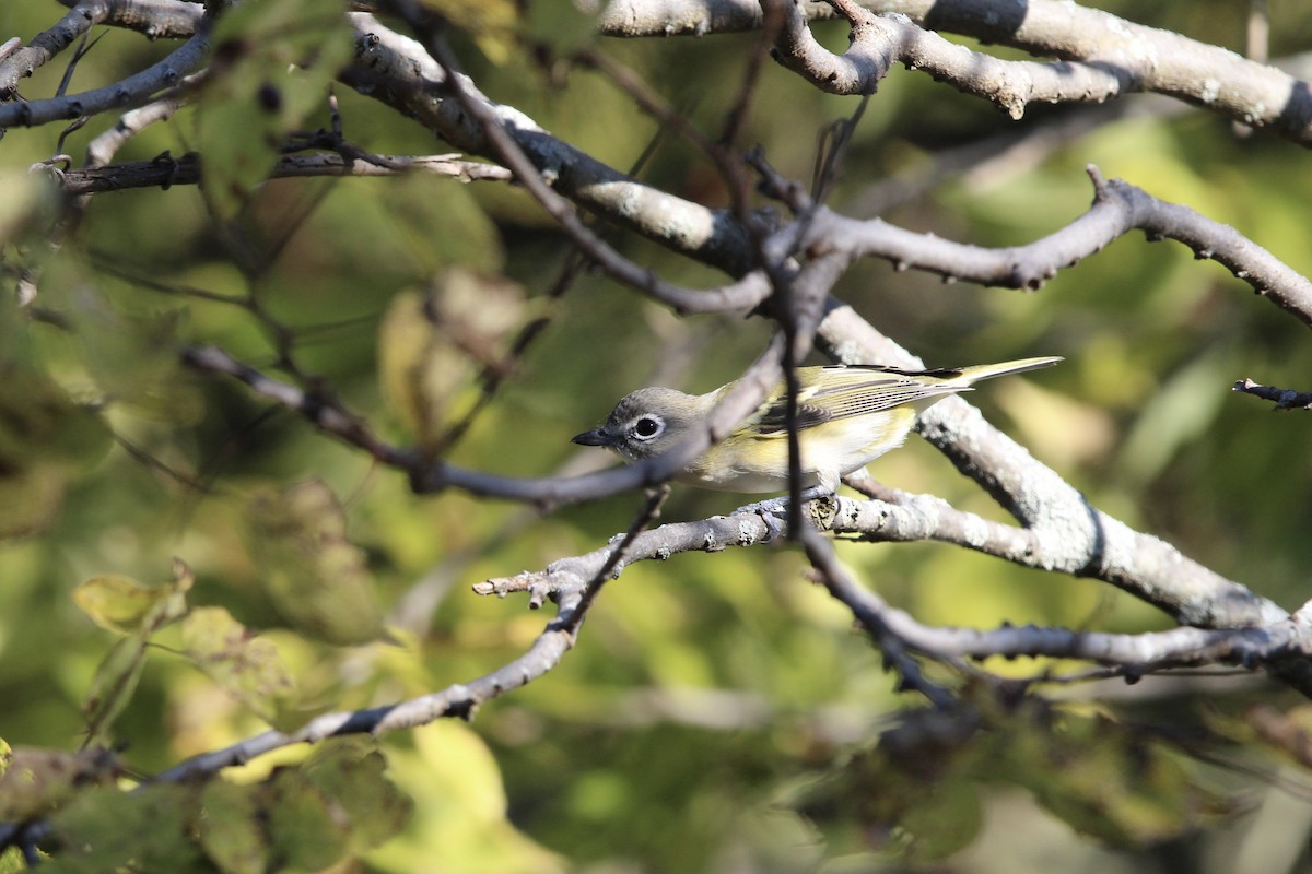 Blue-headed Vireo - ML645998263