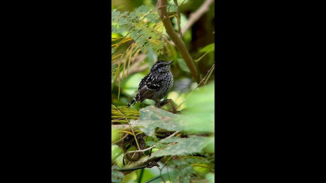 Чешуйчатая муравьянка - ML645998265