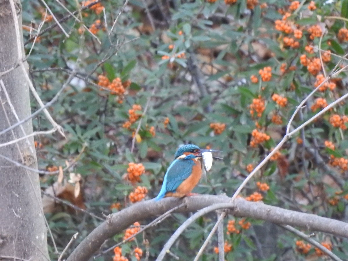 ledňáček říční - ML645998268