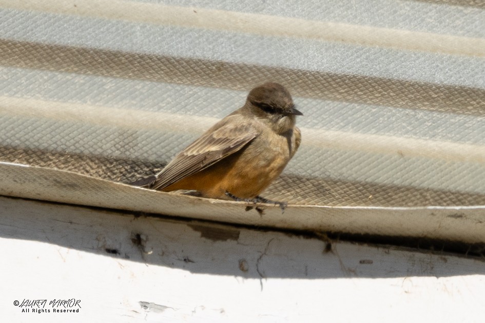 チャイロツキヒメハエトリ - ML645998269