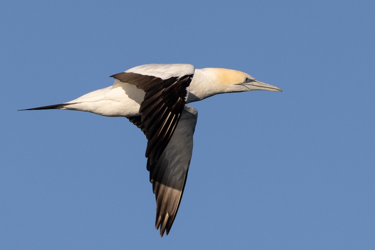 Australasian Gannet - ML645998275