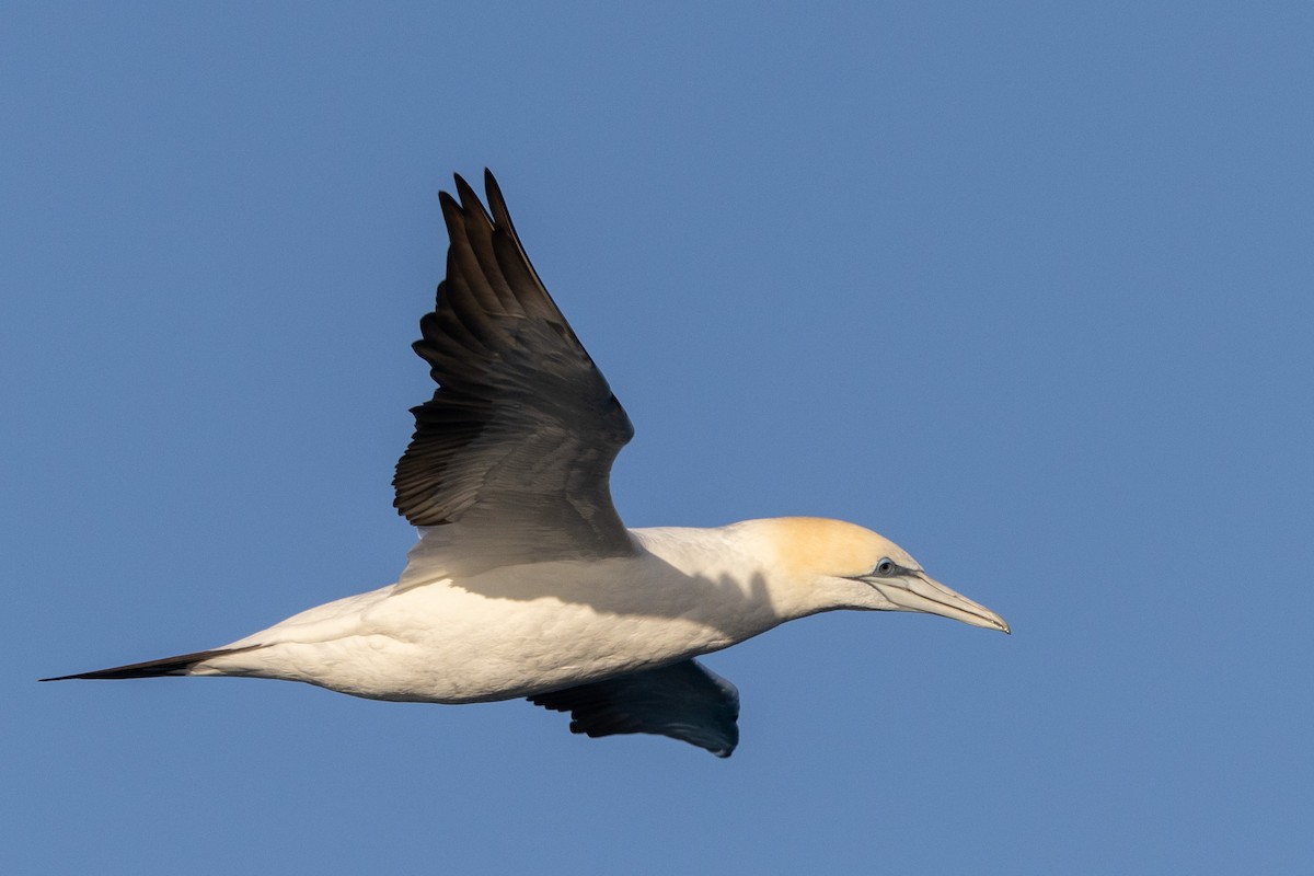 Australasian Gannet - ML645998276