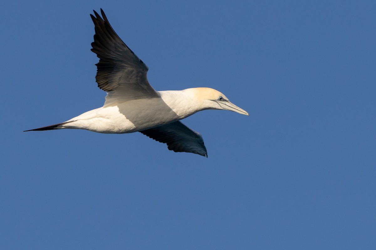 Australasian Gannet - ML645998277
