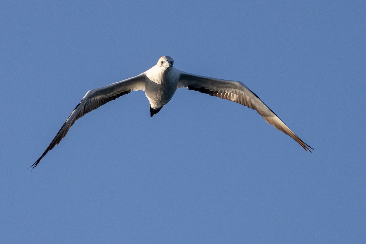 Australasian Gannet - ML645998278