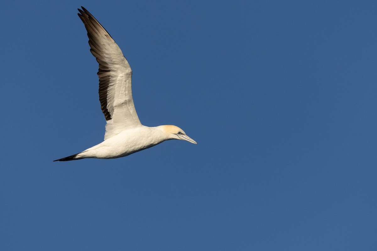 Australasian Gannet - ML645998279