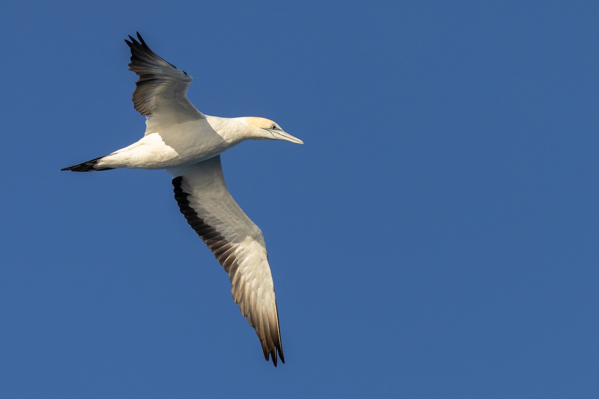 Australasian Gannet - ML645998280