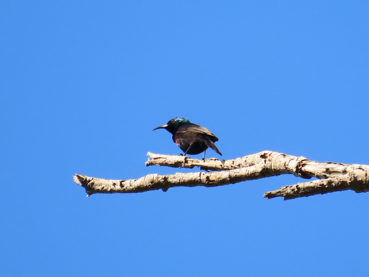 Scarlet-chested Sunbird - ML645998281